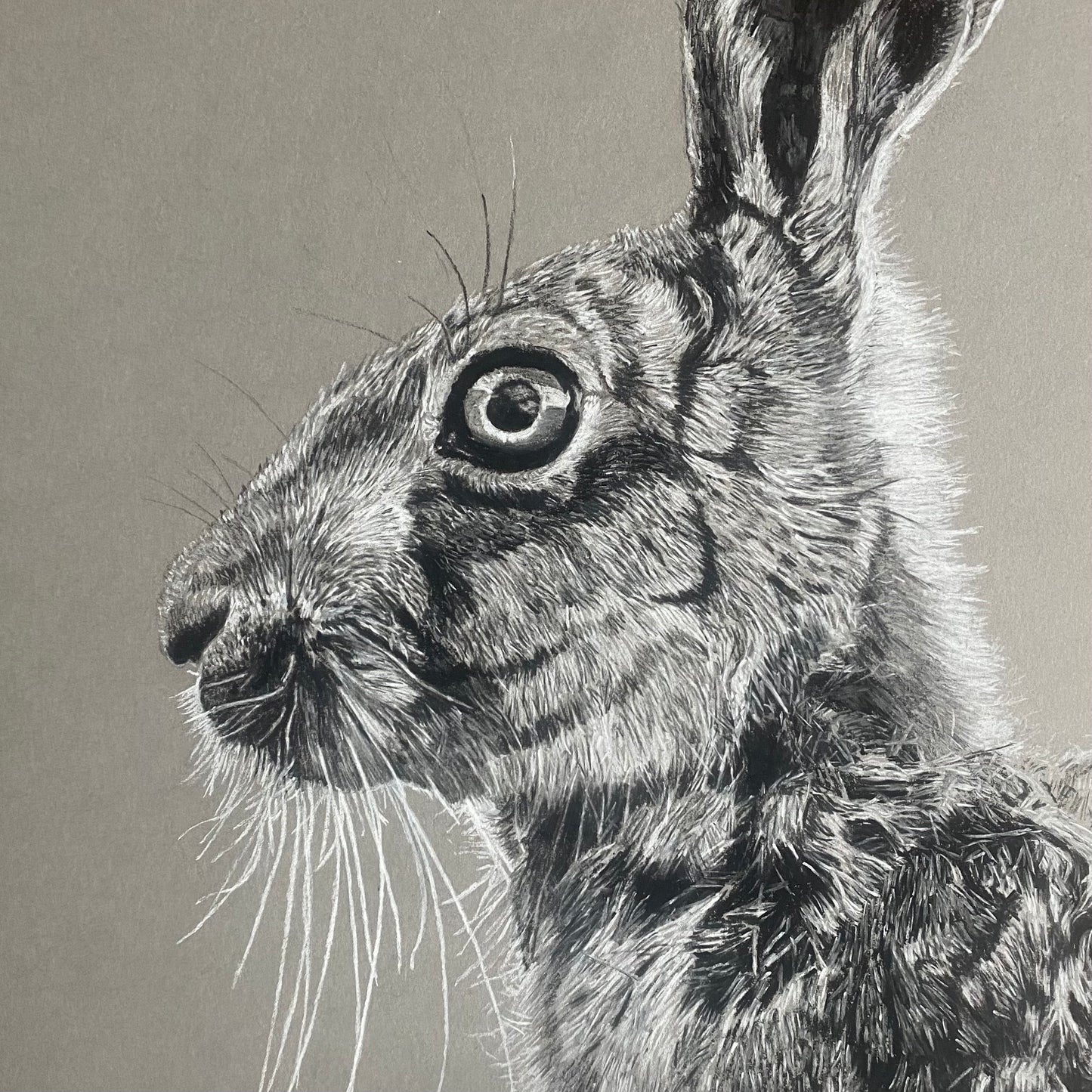 Hare Study Print by Chris Birks