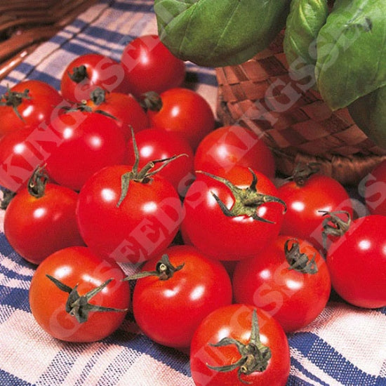 Tomato Gardeners Delight Seeds