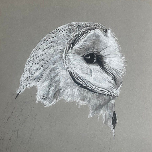 Barn Owl Study Print by Chris Birks