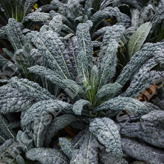 Organic Kale Nero di Toscana