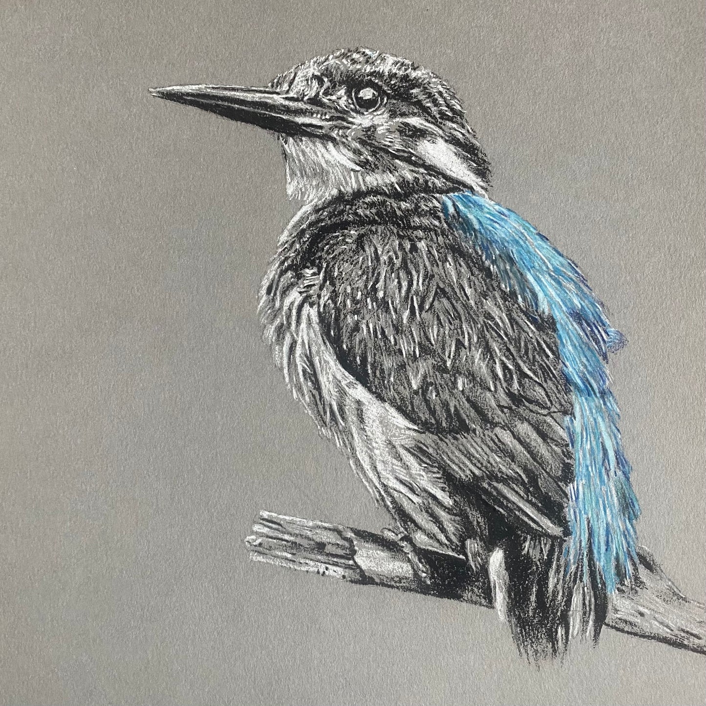 KingFisher Resting Print by Chris Birks